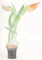 http://www.francesleeceramics.com/files/gimgs/th-28_fur elise tulips web.jpg